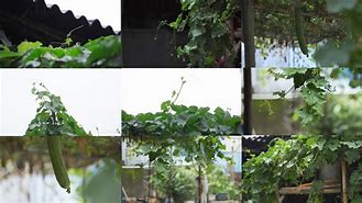 丝瓜视频官方app下载(丝瓜视频官方app下载苹果版)