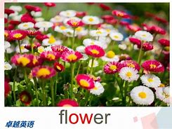 都市花语txt下载_(都市花语TXT下载全本免费)