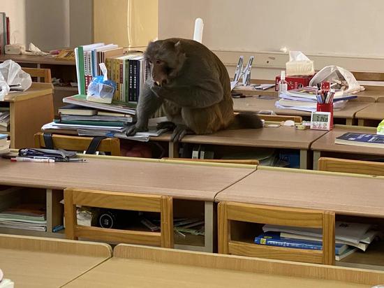 教室猴子叫声视频下载-(教室猴子叫声视频下载软件)